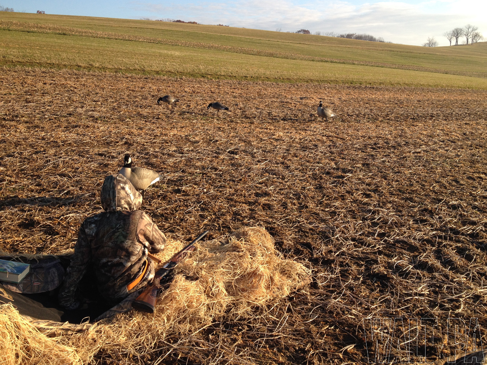 Goose Hunting - Nov 16 2013 - 1